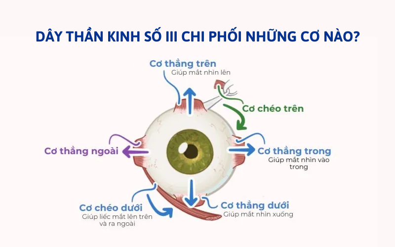 3. Dây thần kinh số 3 chi phối những cơ nào?