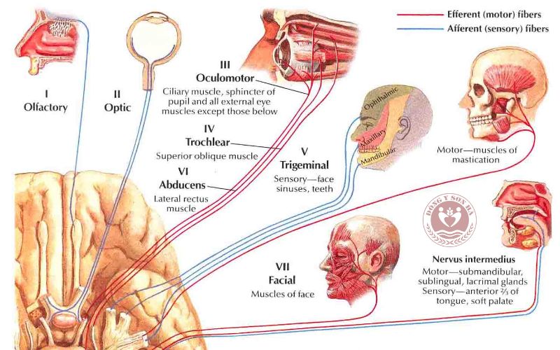 1. Dây thần kinh số 4 là gì?