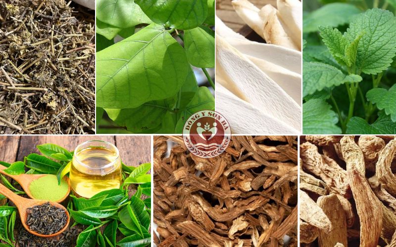 7 Cây thuốc chữa bệnh rối loạn thần kinh thực vật hiệu quả