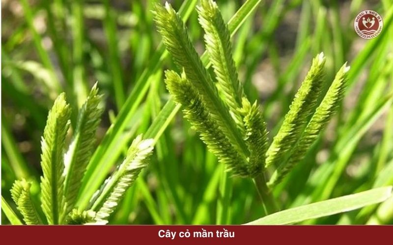 1. Cây cỏ mần trầu là gì?