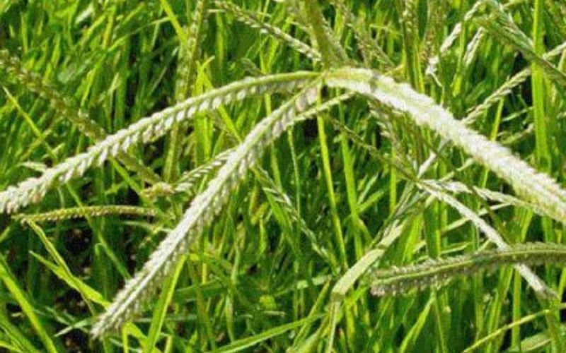 3. Bài thuốc dân gian thần kỳ từ cỏ mần trầu