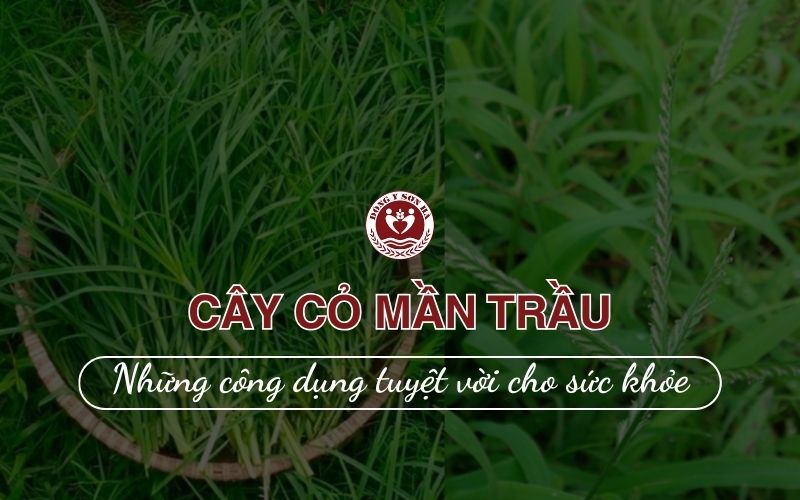 2. Cỏ mần trầu có tác dụng gì?