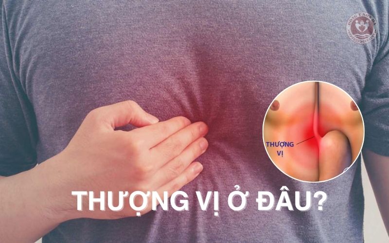 Thượng vị nằm ở đâu?