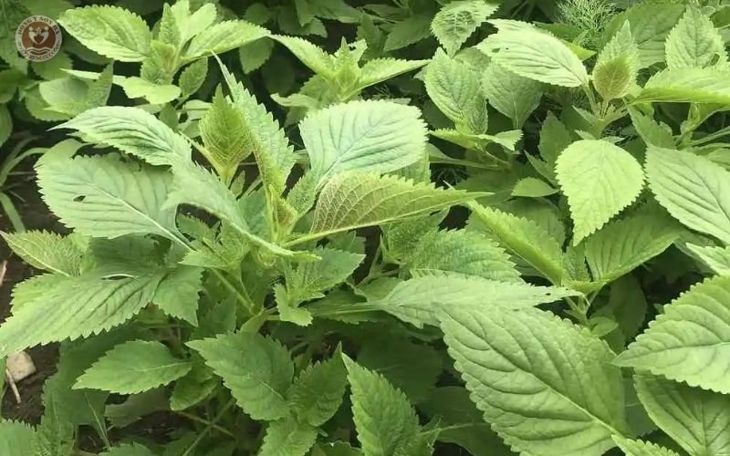 Trị viêm mũi dị ứng bằng kinh giới