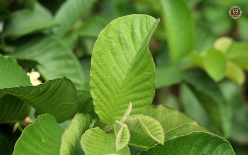 Giảm đau răng với lá ổi