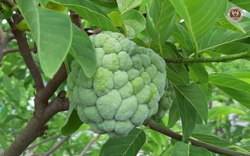 2.3 Na xanh (na ương) chữa kiết lỵ