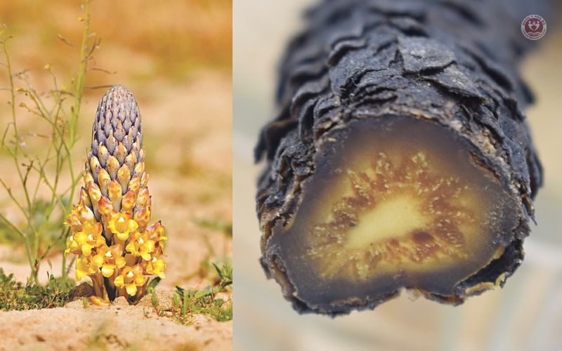 1. Nhục thung dung là gì?