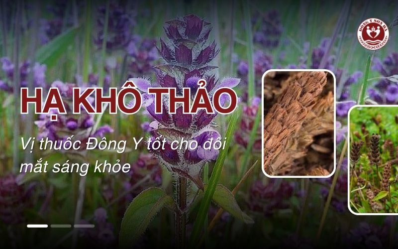 Tác dụng của hạ khô thảo với đôi mắt