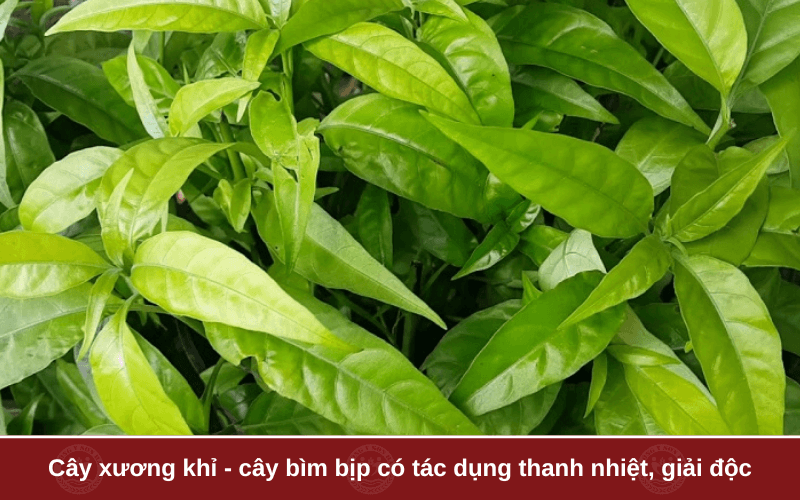 Tìm hiểu về cây xương khỉ