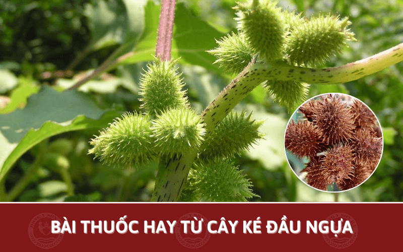 Bài thuốc Y Học Cổ Truyền từ ké đầu ngựa