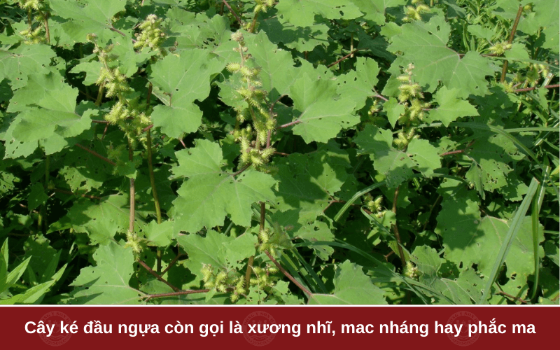 Cây ké đầu ngựa là gì?