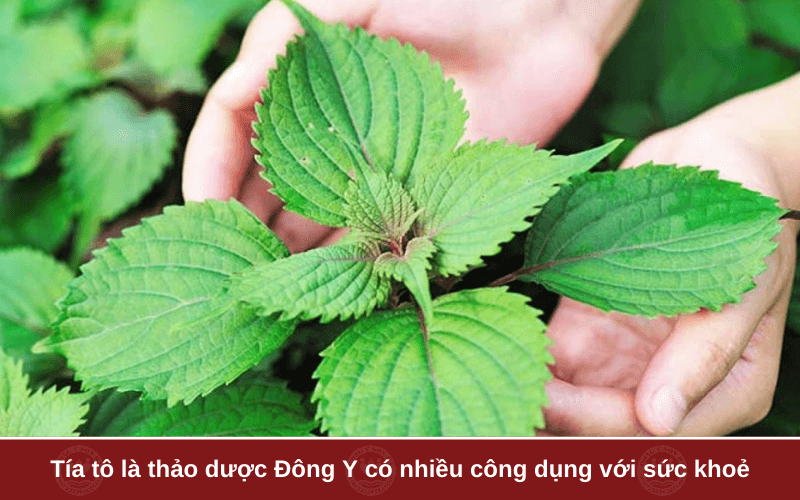 1. Tía tô có tác dụng gì?