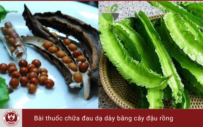 2. Bài thuốc chữa đau dạ dày từ cây đậu rồng 